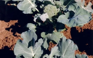 Голова капусты на грядке - Тонус