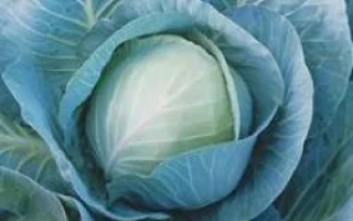 Крупный план капусты синеватого оттенка без текста - Триперио F1