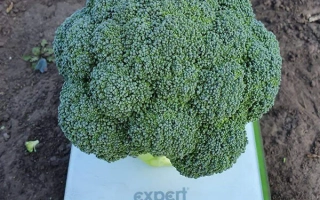 Свежая капуста на весах Expert - Тритон