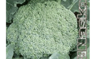 Семена капусты сорта Трубадур на упаковке