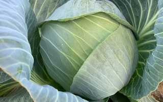 Свежая капуста ТСХА 2