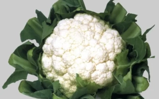 Свежая белокочанная капуста на белом фоне - УАЙТ ЭКСЕЛ F1