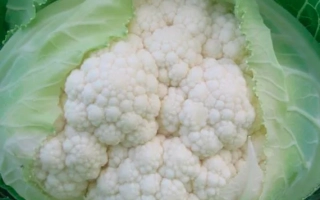 Уайт Консепт