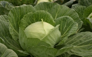 Свежая капуста Юбилейная 2170 на грядке