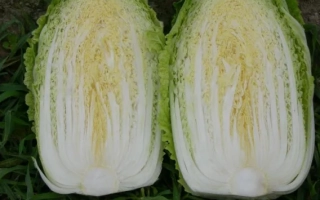 Две половинки капусты ЮКИ F1 на зелёной подложке