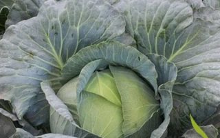 Ультиматум