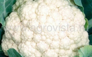 Белокочанная капуста на грядке - Ундина