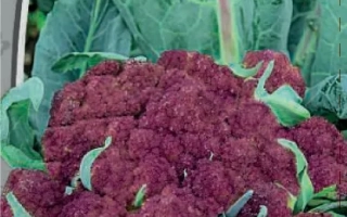 Вайолеттер