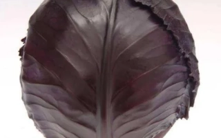 Свежая красная капуста сорта Варна F1