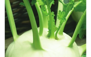 Vienna White 1350 kohlrabi seeds