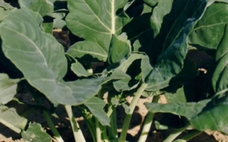 Капуста Венская белая 1390 на гряде