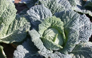 Свежая капуста сорта Верту 1340 - Вертю 1340