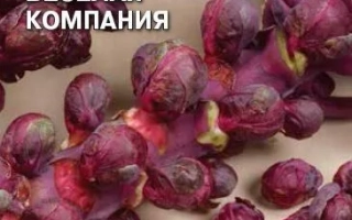 Brussels sprouts Joyful Company on a berry background