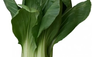 Свежая капуста Веснянка на белом фоне