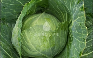 Fresh cabbage variety Vesta by brand AGROLIFE