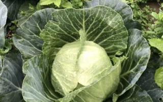 Свежая капуста Вирджиния на грядке