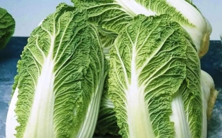 Fresh cabbage on a blue background - VITAVIR