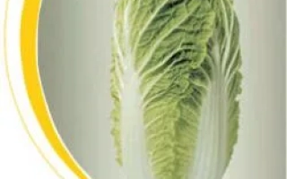 Капуста Витимо F1 на белом фоне с желтой декоративной рамкой