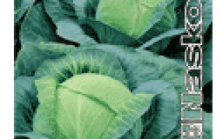 Семена капусты VIVAT F1 на зеленом фоне - ВИВАТ F1