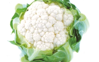 Уайт Ексель