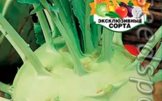 Seed packet of cabbage variety ZADUMKA
