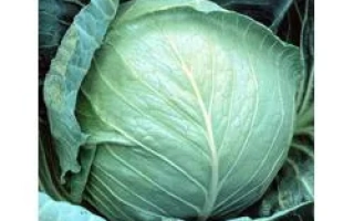 Свежая капуста F1 - Заказ F1