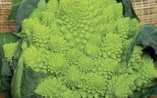 Зеленая Гроздь