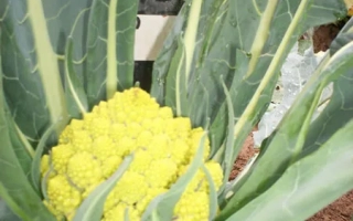 Желтая цветная капуста на грядке - Жемчужина
