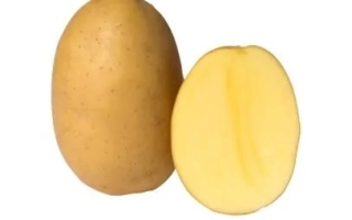 Картофель: целый клубень и разрезанный пополам, показывающий мякоть - Беллаприма