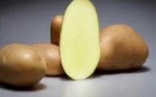 Бернадетте