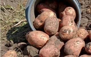 Корзина с картофелем сорта Божедар на земле