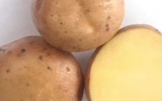 Чернигивская рання