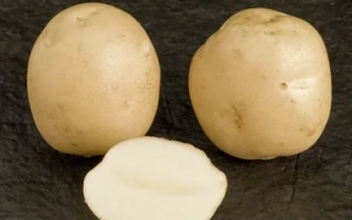 Карлингфорд