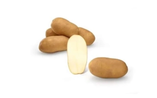 Кинг Рассет