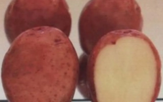 Кисловодский