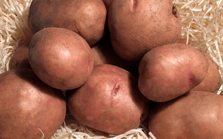 Кучка картофеля сорта Княжа на соломе