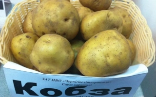 Корзина с картофелем сорта Кобза в упаковке с надписью Кобза