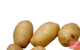 Красноярский Ранний