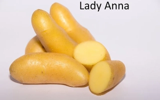 Желтые картофелины сорта Lady Anna на белом фоне - Леди Анна
