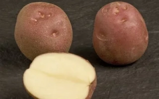 Леди Розетта