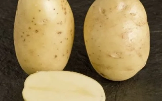 Леди Олимпия