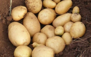 Картопля на землі без назви - ЛЕДІ САРА