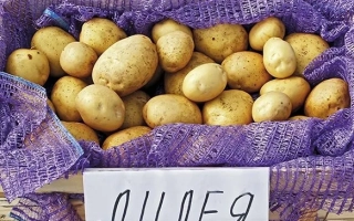 Лилея Белорусская