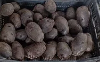 Малыч / Малич