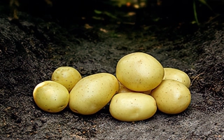 Кучка желтых картофелин на земле - Микадо