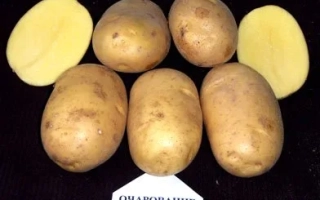 Очарование