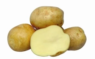 Картофель: целые клубни и разрезанный клубень, показывающий мякоть - Омега