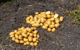 Предгорный