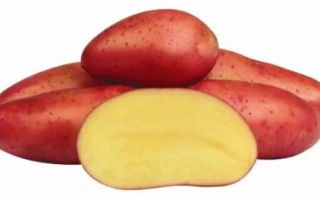 Красные картофелины с одним разрезанным ломтиком, показывающим желтую мякоть - Ред Фентази