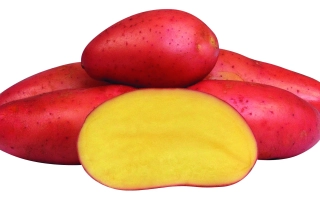 РЕД Фэнтази